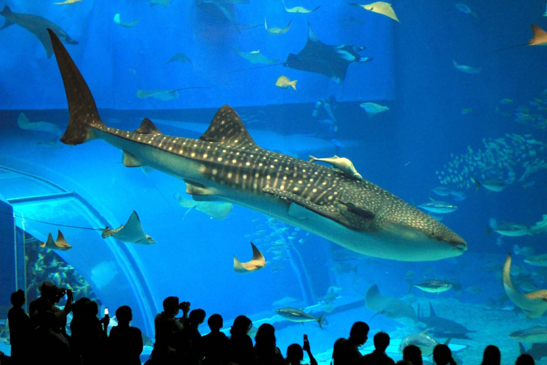 London Aquarium2 attractions in London